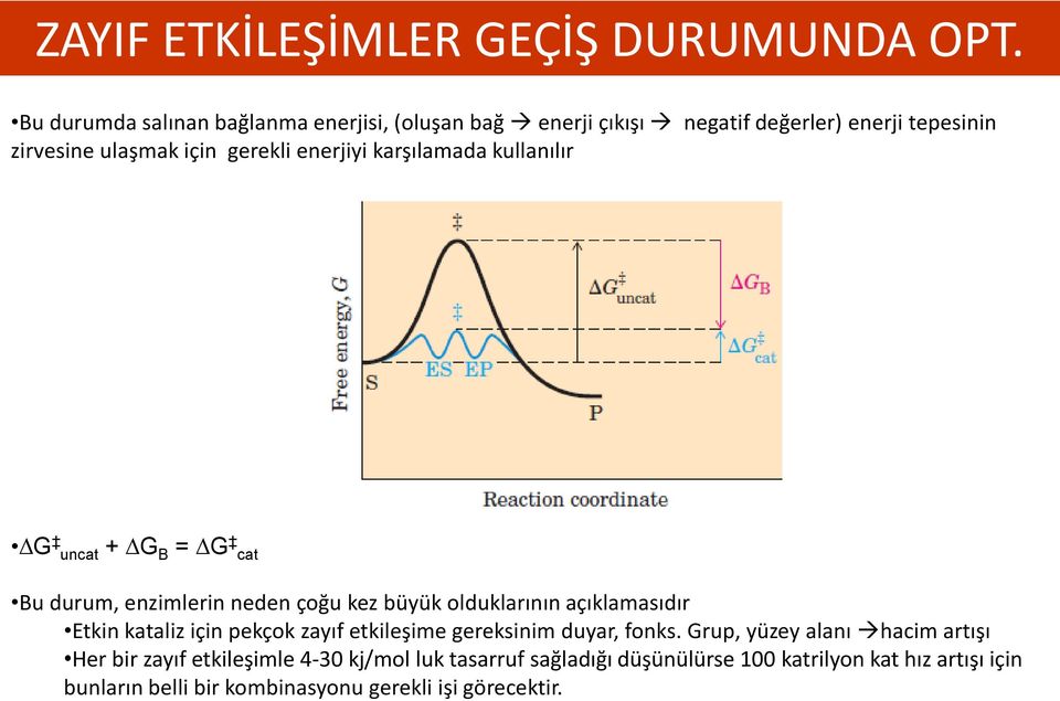 karşılamada kullanılır G uncat + G B = G cat Bu durum, enzimlerin neden çoğu kez büyük olduklarının açıklamasıdır Etkin kataliz için