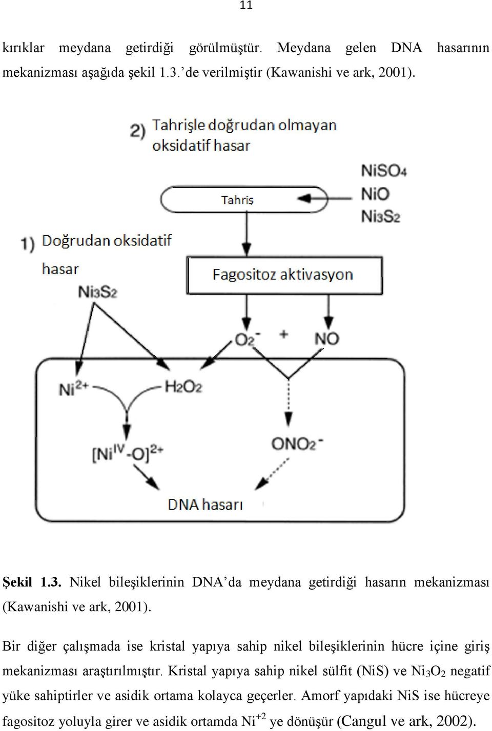 Bir diğer çalışmada ise kristal yapıya sahip nikel bileşiklerinin hücre içine giriş mekanizması araştırılmıştır.