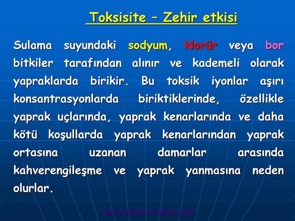 Bu toksik iyonlar aşırı konsantrasyonlarda biriktiklerinde, özellikle yaprak uçlarında,