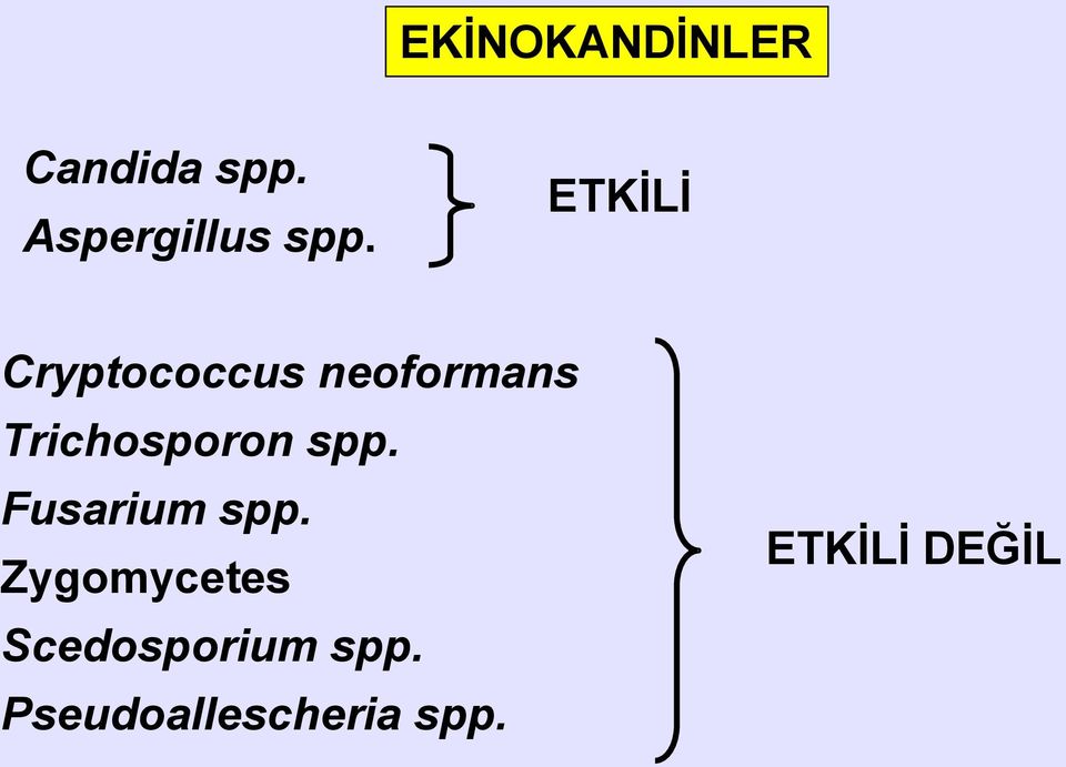 spp. Fusarium spp.