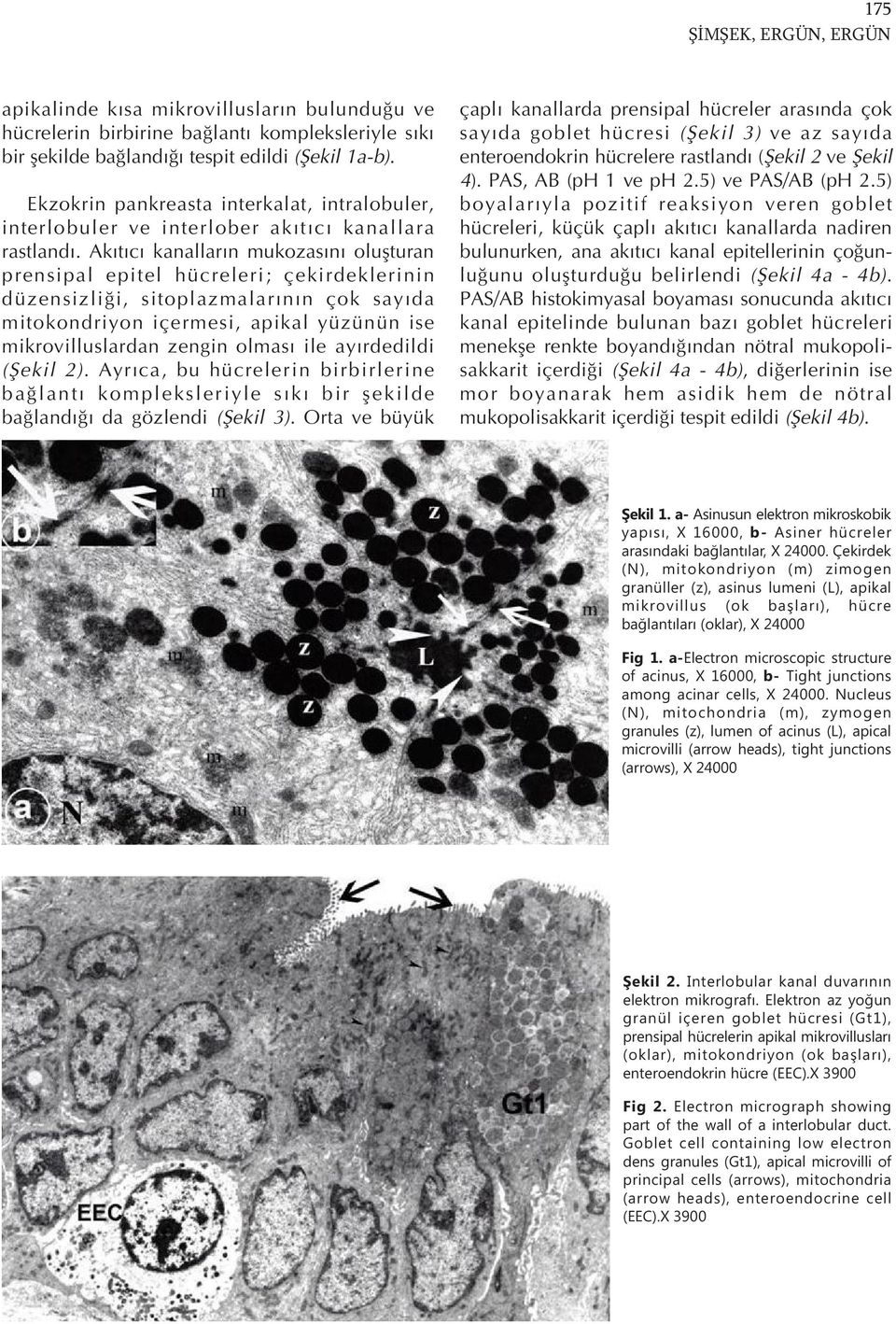 Ak t c kanallar n mukozas n oluşturan prensipal epitel hücreleri; çekirdeklerinin düzensizliği, sitoplazmalar n n çok say da mitokondriyon içermesi, apikal yüzünün ise mikrovilluslardan zengin olmas