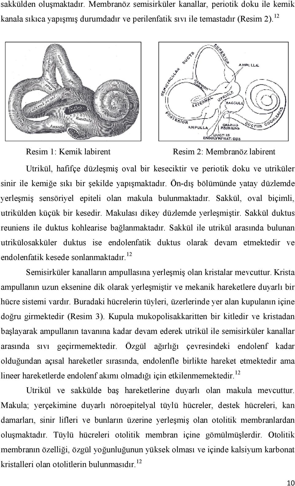 Ön-dış bölümünde yatay düzlemde yerleşmiş sensöriyel epiteli olan makula bulunmaktadır. Sakkül, oval biçimli, utrikülden küçük bir kesedir. Makulası dikey düzlemde yerleşmiştir.