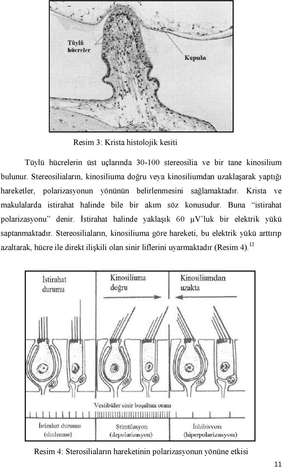 Krista ve makulalarda istirahat halinde bile bir akım söz konusudur. Buna istirahat polarizasyonu denir.