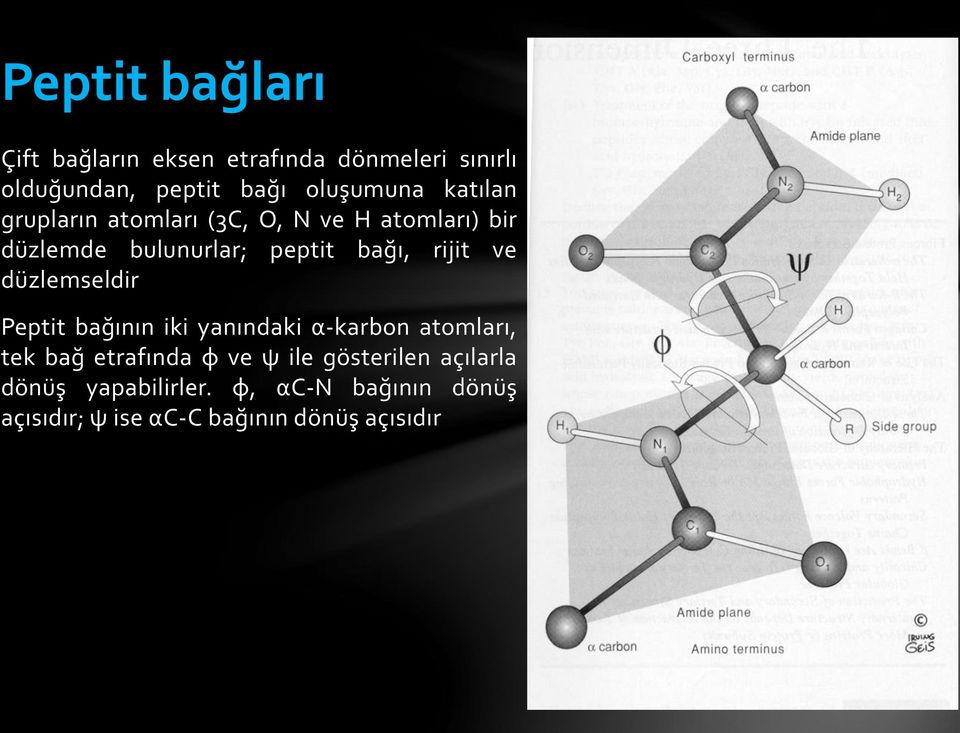 ve düzlemseldir Peptit bağının iki yanındaki α-karbon atomları, tek bağ etrafında φ ve ψ ile