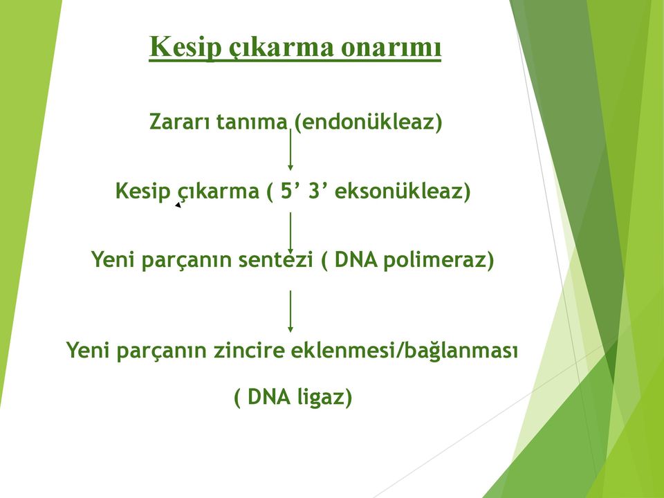 eksonükleaz) Yeni parçanın sentezi ( DNA