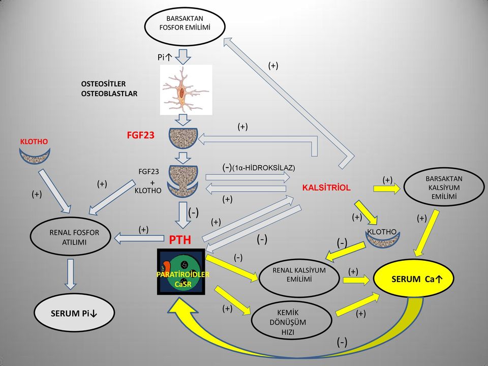 (-)(1α-HİDROKSİLAZ) (-) (-) RENAL KALSİYUM EMİLİMİ KALSİTRİOL (-)