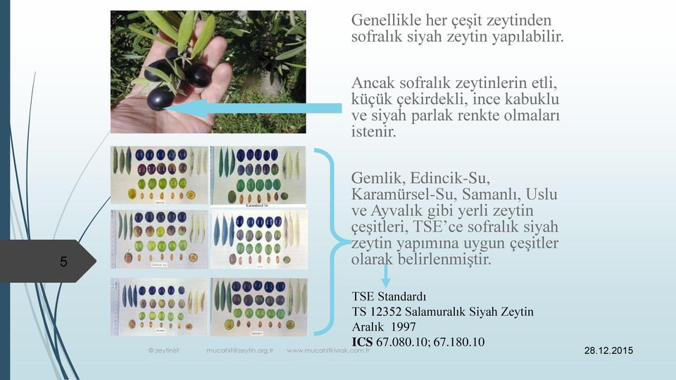 5 Gemlik, Edincik-Su, Karamürsel-Su, Samanlı, Uslu ve Ayvalık gibi yerli zeytin çeşitleri, TSE ce