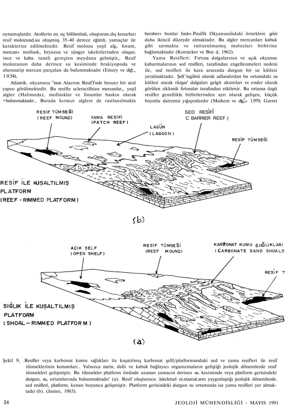 Resif molozunun daha derince su kesiminde brakiyopoda ve ahennatip mercan parçalan da bulunmaktadır (Emery ve dig;., 1.9.54), Atlantik.