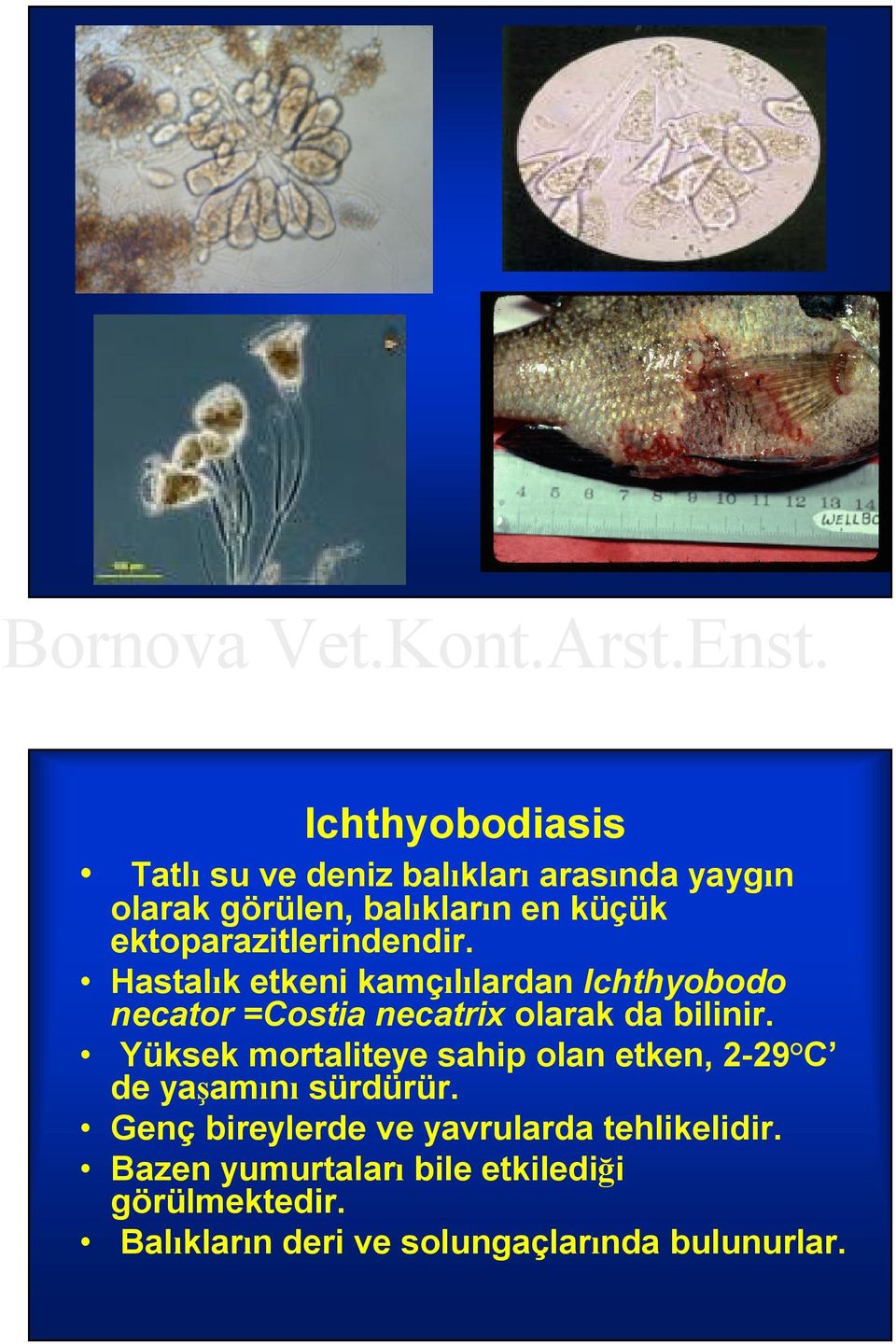 Hastalık etkeni kamçılılardan Ichthyobodo necator =Costia necatrix olarak da bilinir.