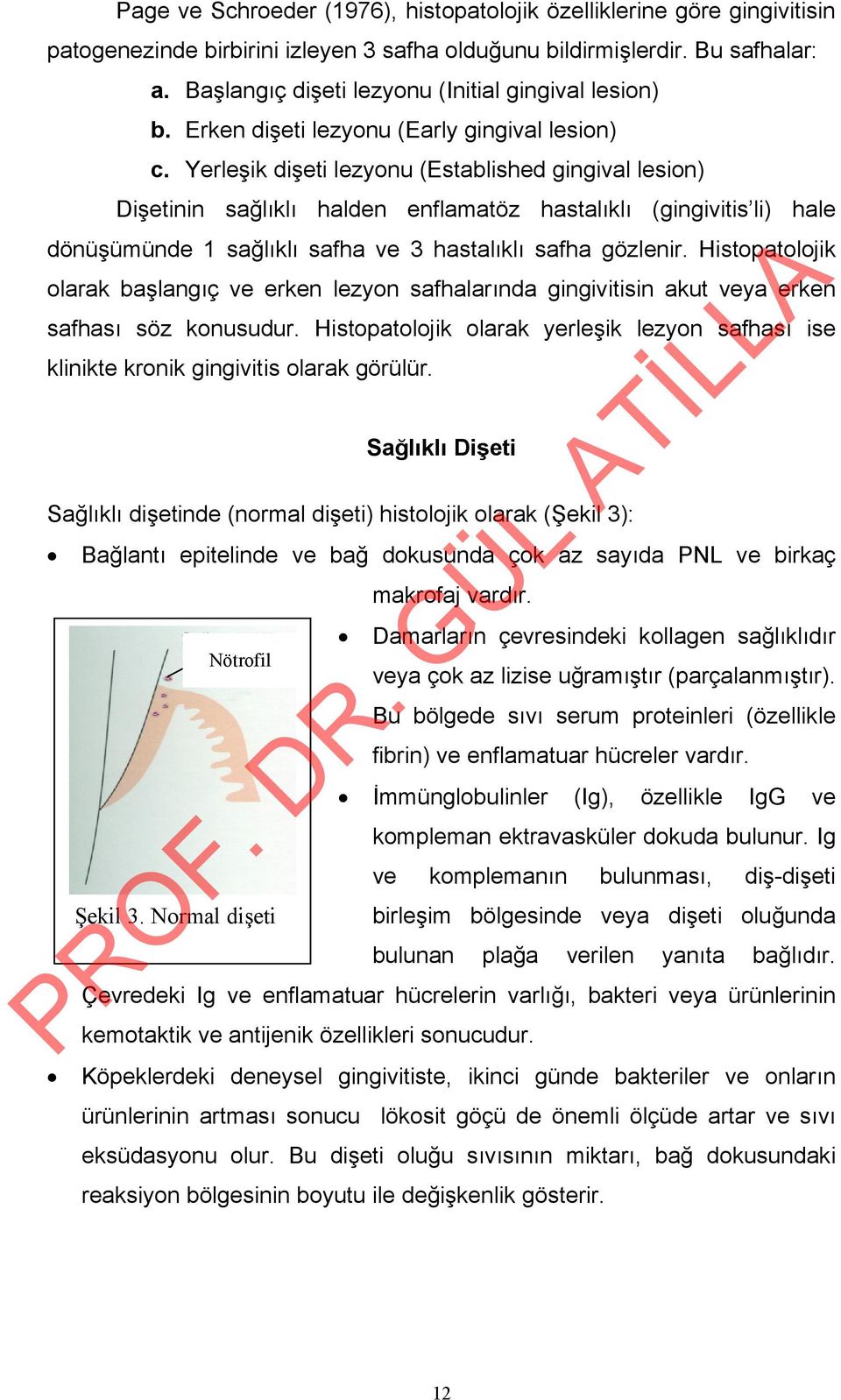 Yerleşik dişeti lezyonu (Established gingival lesion) Dişetinin sağlıklı halden enflamatöz hastalıklı (gingivitis li) hale dönüşümünde 1 sağlıklı safha ve 3 hastalıklı safha gözlenir.