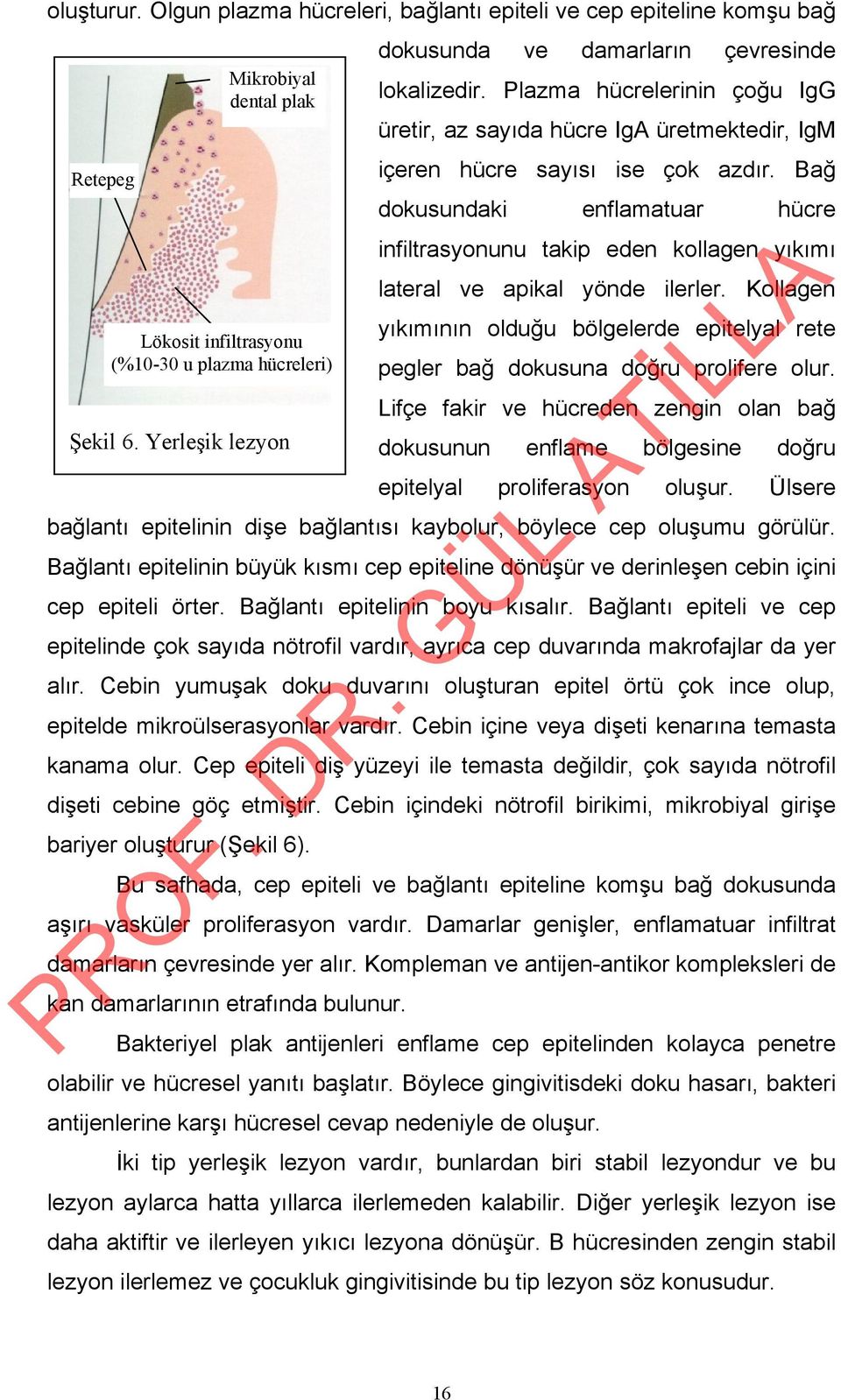 Bağ dokusundaki enflamatuar hücre infiltrasyonunu takip eden kollagen yıkımı lateral ve apikal yönde ilerler.