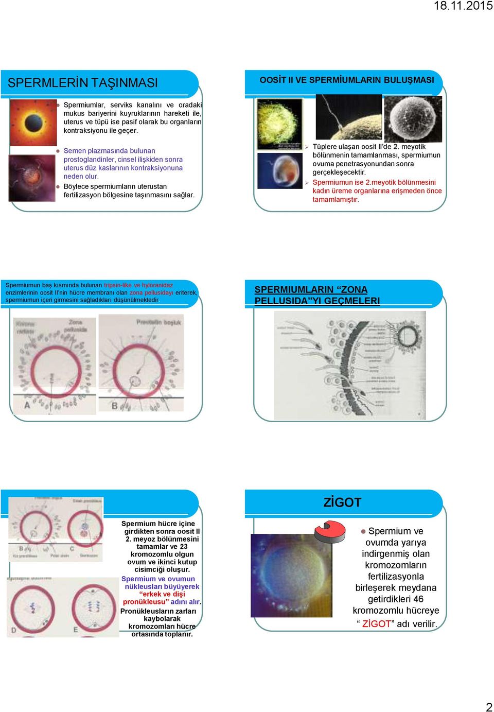 Böylece spermiumların uterustan fertilizasyon bölgesine taşınmasını sağlar. Tüplere ulaşan oosit II de 2. meyotik bölünmenin tamamlanması, spermiumun ovuma penetrasyonundan sonra gerçekleşecektir.