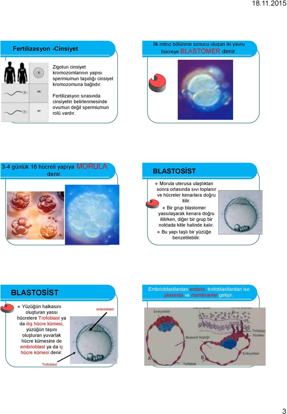 BLASTOSİST Morula uterusa ulaştıktan sonra ortasında sıvı toplanır ve hücreler kenarlara doğru itilir.