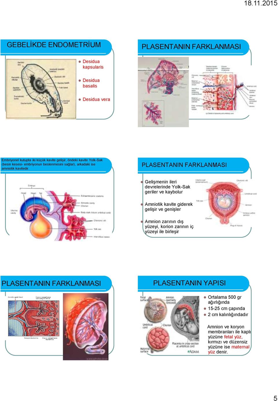 PLASENTANIN FARKLANMASI Gelişmenin ileri devrelerinde Yolk-Sak geriler ve kaybolur Amniotik kavite giderek gelişir ve genişler Amnion zarının dış yüzeyi, korion