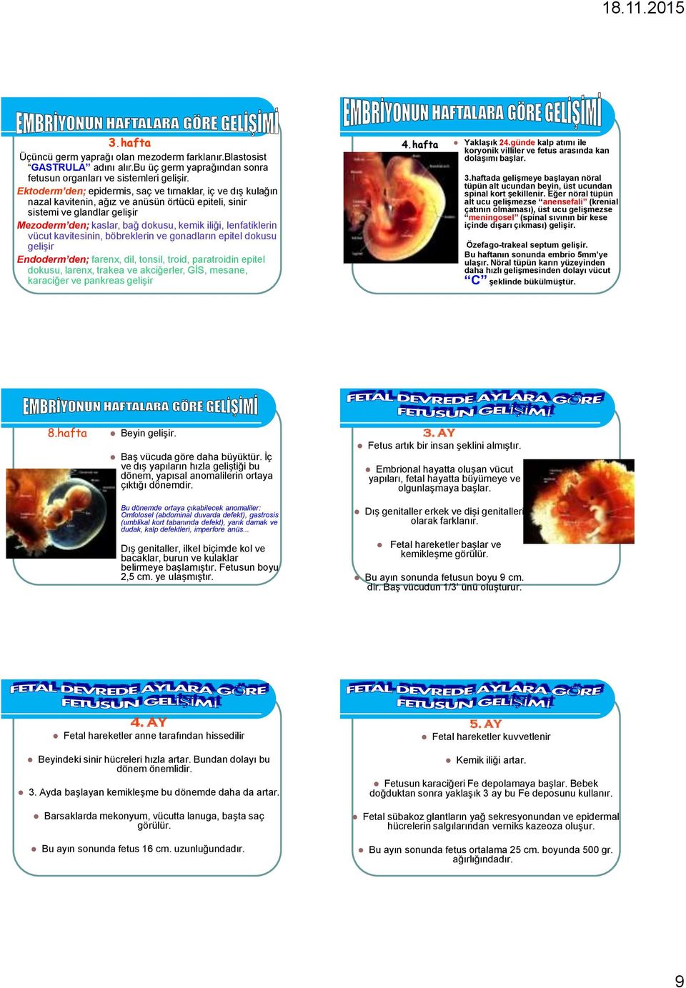 lenfatiklerin vücut kavitesinin, böbreklerin ve gonadların epitel dokusu gelişir Endoderm den; farenx, dil, tonsil, troid, paratroidin epitel dokusu, larenx, trakea ve akciğerler, GİS, mesane,