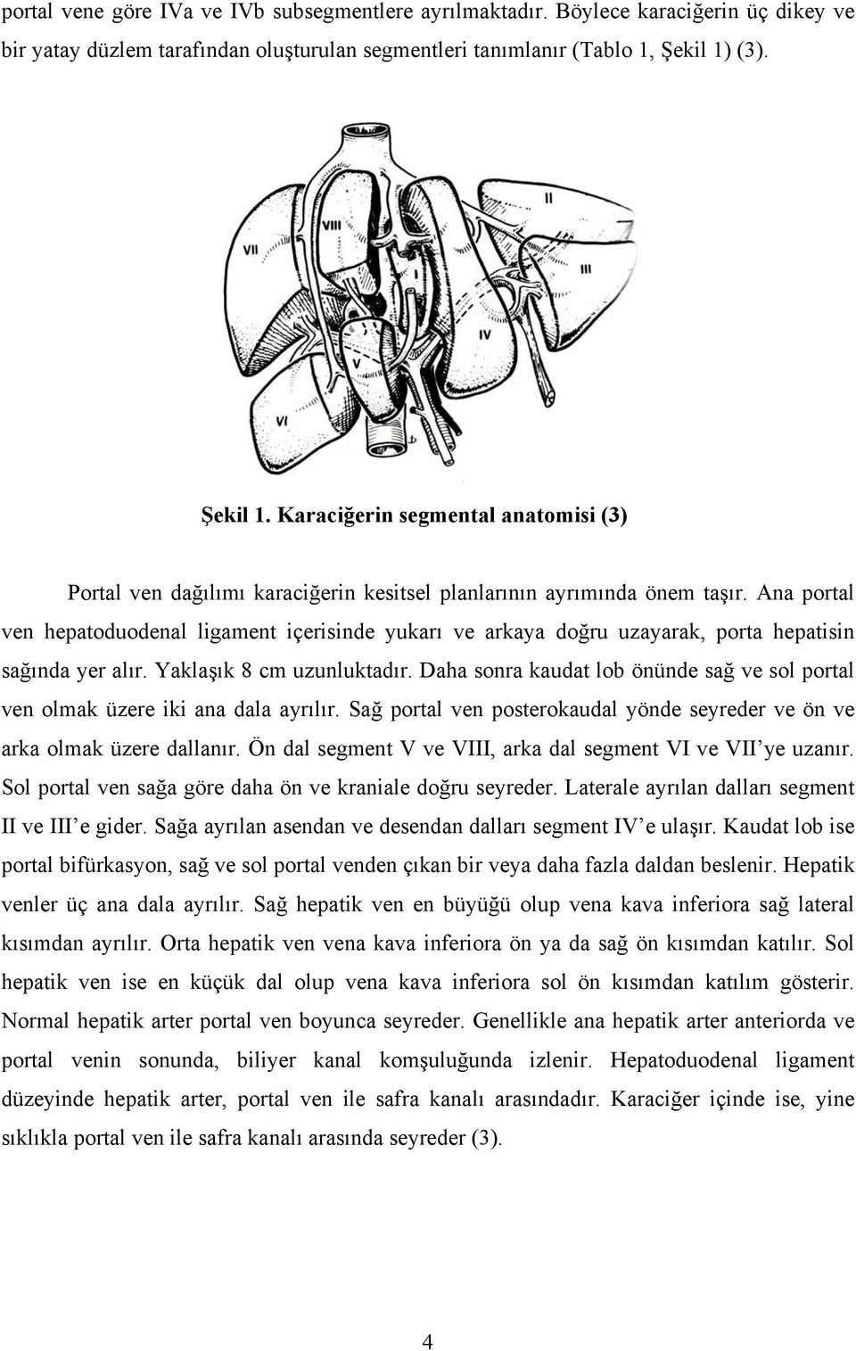 na portal ven hepatoduodenal ligament içerisinde yukarı ve arkaya doğru uzayarak, porta hepatisin sağında yer alır. Yaklaşık 8 cm uzunluktadır.