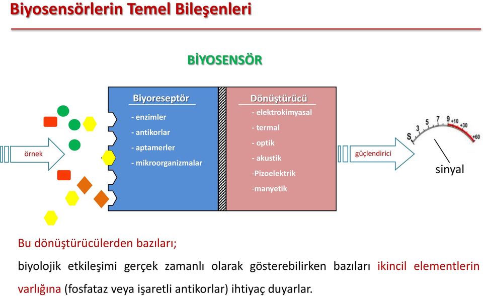 sinyal -manyetik Bu dönüştürücülerden bazıları; biyolojik etkileşimi gerçek zamanlı olarak