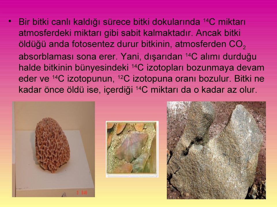 Yani, dışarıdan 14C alımı durduğu halde bitkinin bünyesindeki 14C izotopları bozunmaya devam eder ve