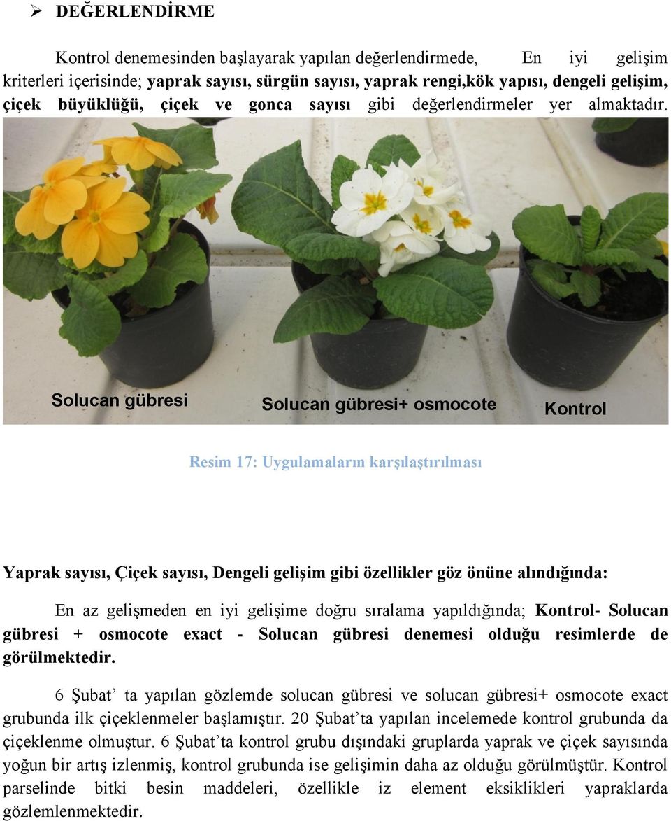 Solucan gübresi Solucan gübresi+ osmocote Kontrol Resim 17: Uygulamaların karşılaştırılması Yaprak sayısı, Çiçek sayısı, Dengeli gelişim gibi özellikler göz önüne alındığında: En az geliģmeden en iyi