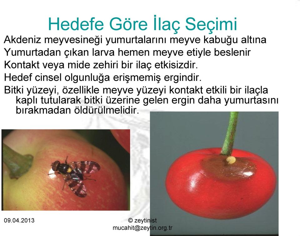 Hedef cinsel olgunluğa erişmemiş ergindir.