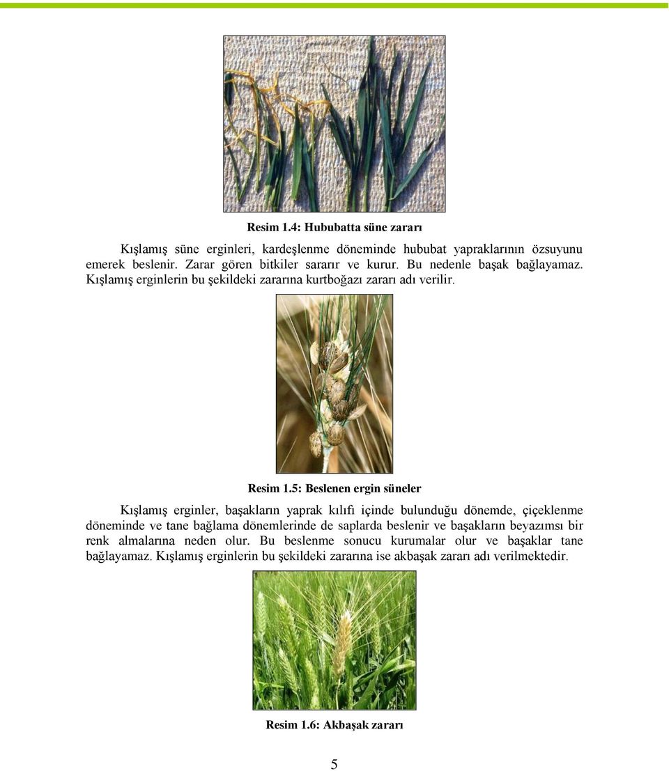 5: Beslenen ergin süneler Kışlamış erginler, başakların yaprak kılıfı içinde bulunduğu dönemde, çiçeklenme döneminde ve tane bağlama dönemlerinde de saplarda beslenir