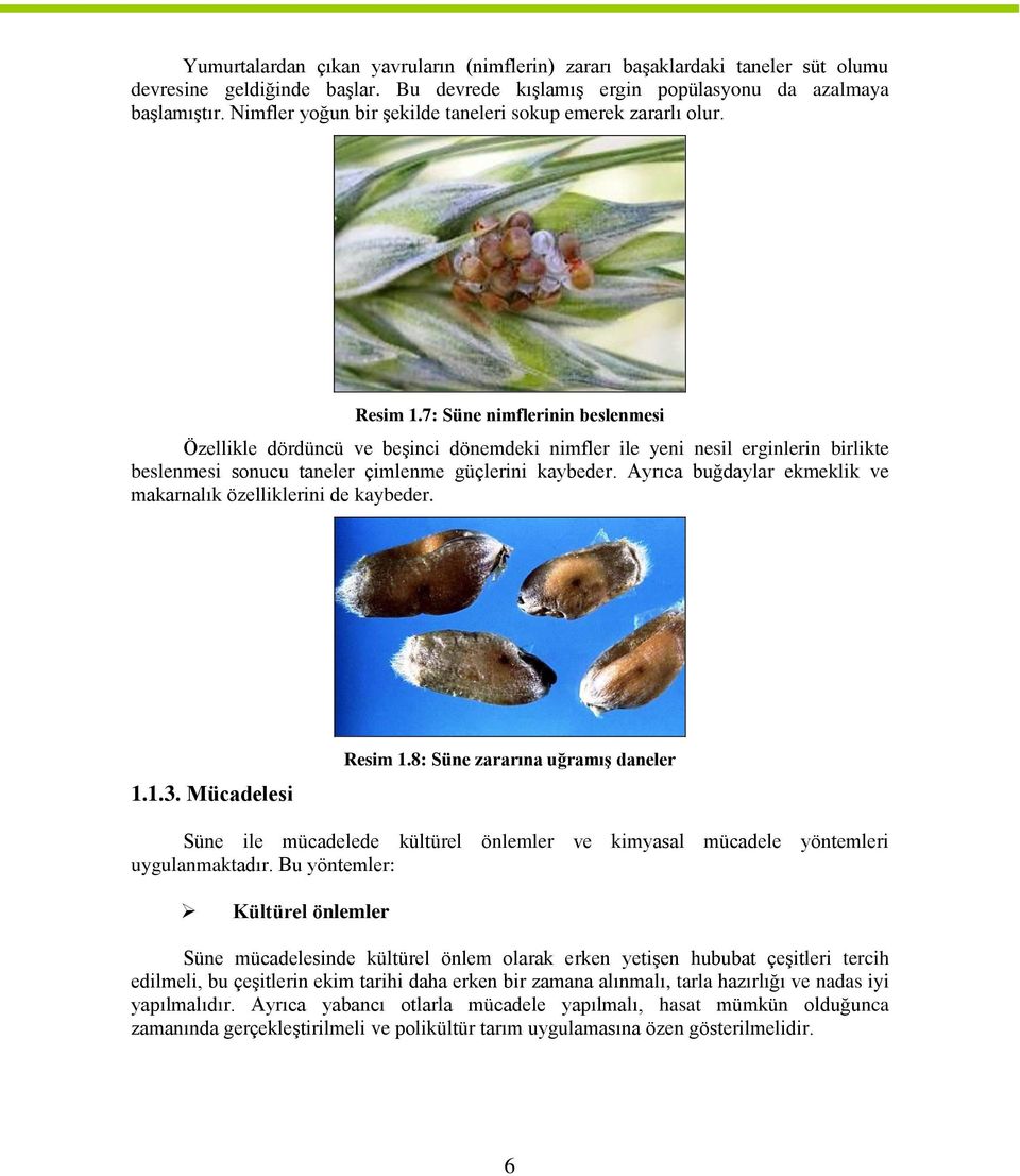 7: Süne nimflerinin beslenmesi Özellikle dördüncü ve beşinci dönemdeki nimfler ile yeni nesil erginlerin birlikte beslenmesi sonucu taneler çimlenme güçlerini kaybeder.