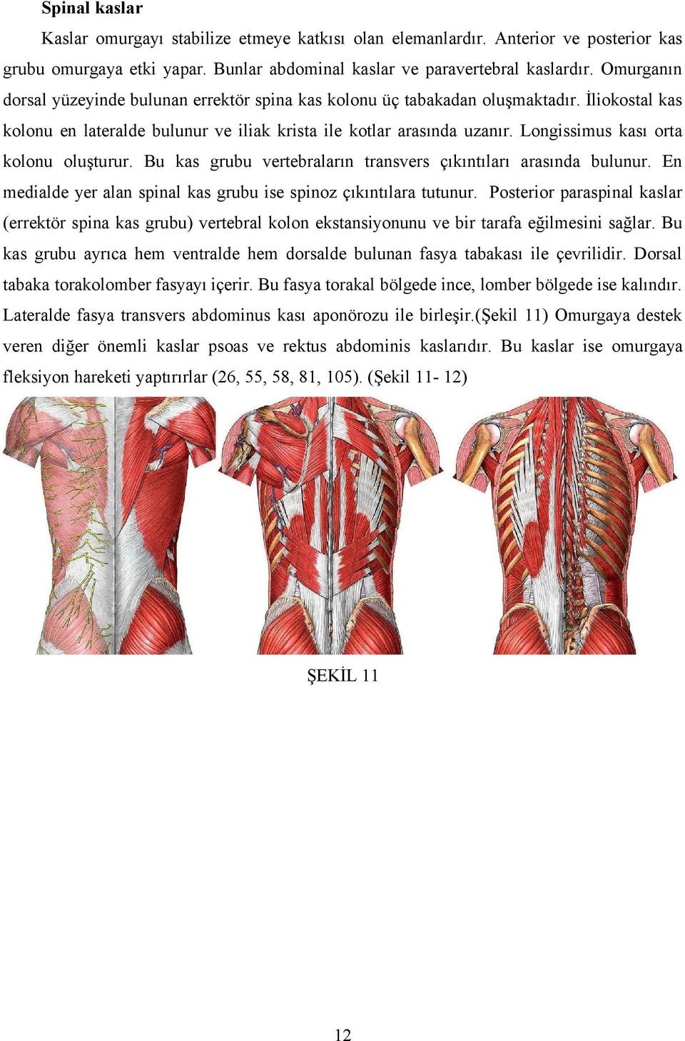 Longissimus kası orta kolonu oluşturur. Bu kas grubu vertebraların transvers çıkıntıları arasında bulunur. En medialde yer alan spinal kas grubu ise spinoz çıkıntılara tutunur.