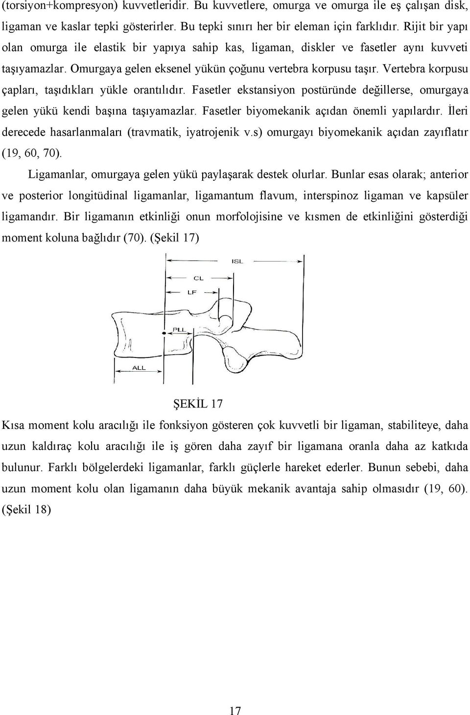 Vertebra korpusu çapları, taşıdıkları yükle orantılıdır. Fasetler ekstansiyon postüründe değillerse, omurgaya gelen yükü kendi başına taşıyamazlar. Fasetler biyomekanik açıdan önemli yapılardır.