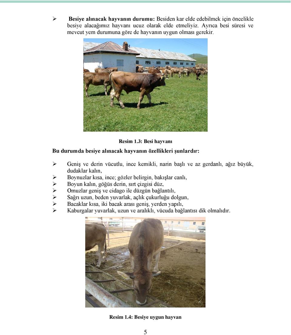 3: Besi hayvanı Bu durumda besiye alınacak hayvanın özellikleri şunlardır: Geniş ve derin vücutlu, ince kemikli, narin başlı ve az gerdanlı, ağız büyük, dudaklar kalın, Boynuzlar kısa,