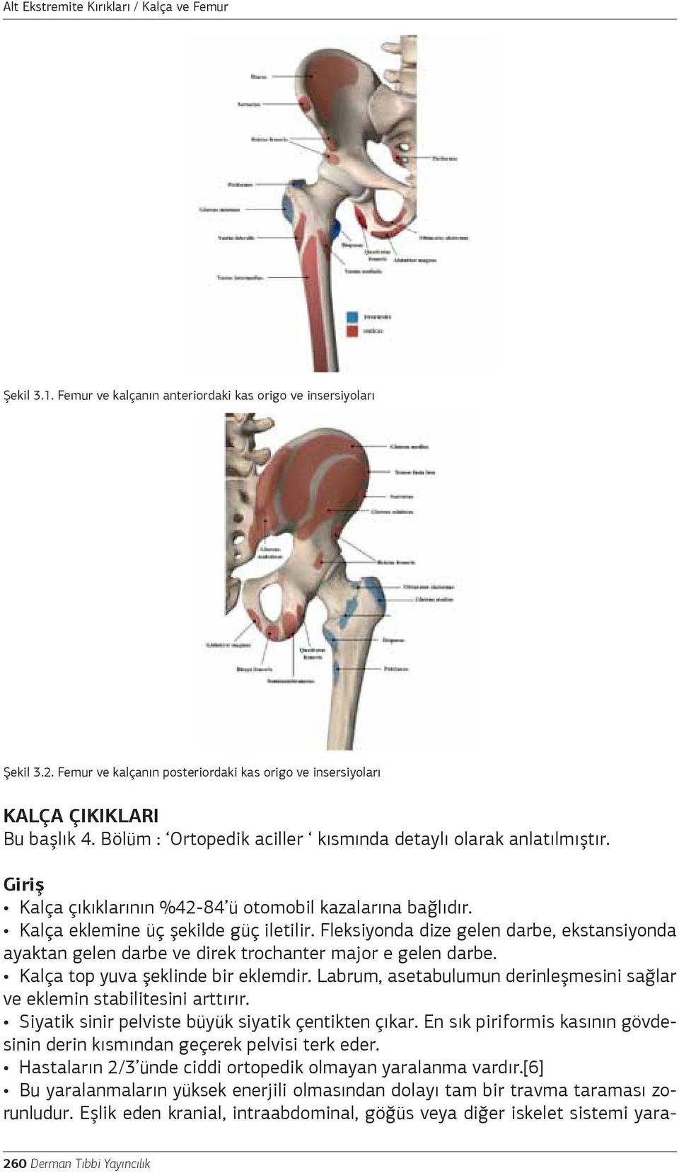 Fleksiyonda dize gelen darbe, ekstansiyonda ayaktan gelen darbe ve direk trochanter major e gelen darbe. Kalça top yuva şeklinde bir eklemdir.