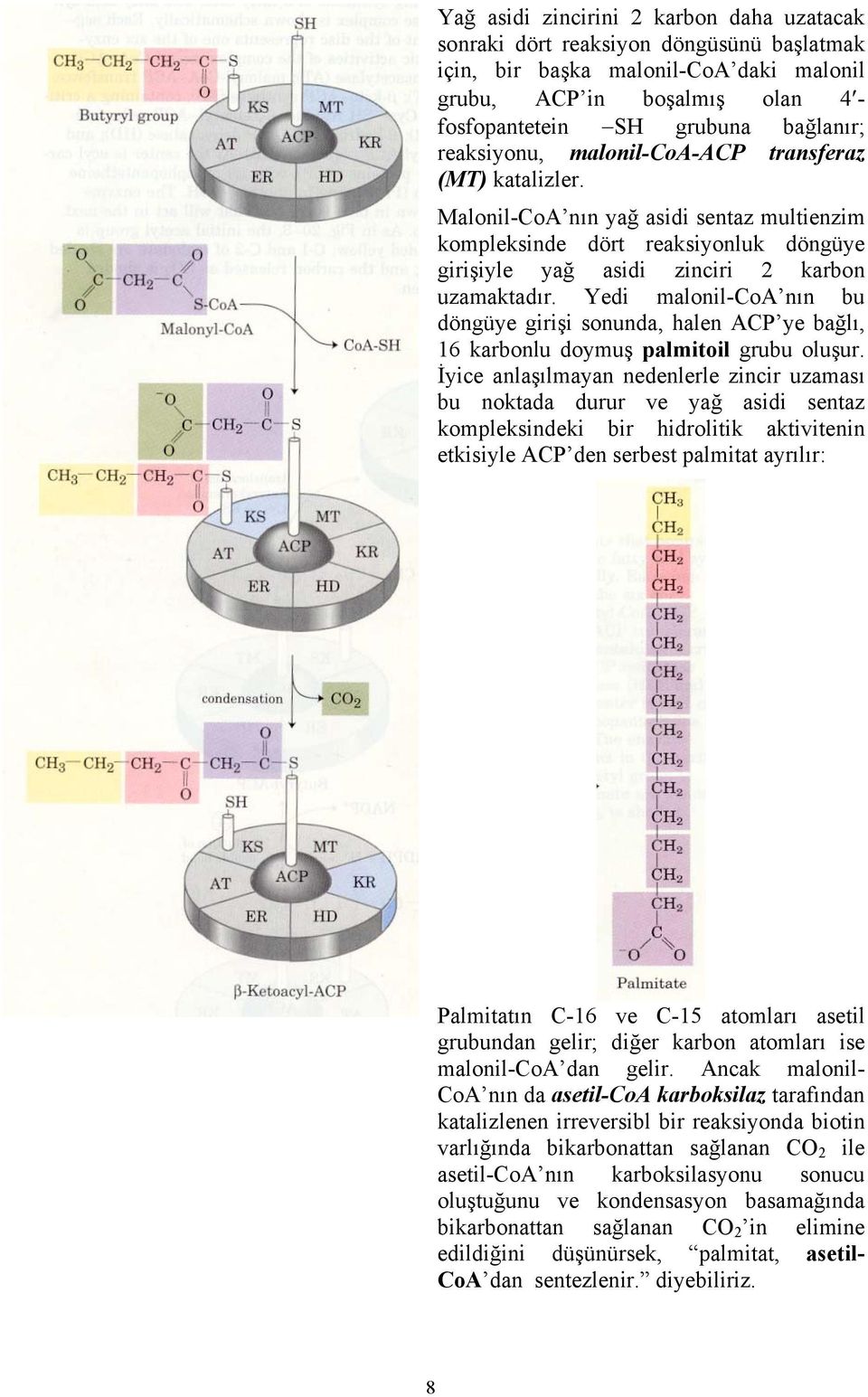 Yedi malonil-coa nın bu döngüye girişi sonunda, halen ACP ye bağlı, 16 karbonlu doymuş palmitoil grubu oluşur.