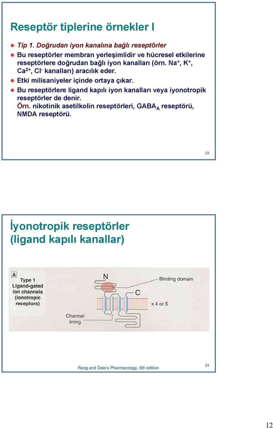 kanalları (örn. Na +, K +, Ca 2+, Cl - kanalları) aracılık eder. Etki milisaniyeler içinde ortaya çıkar.