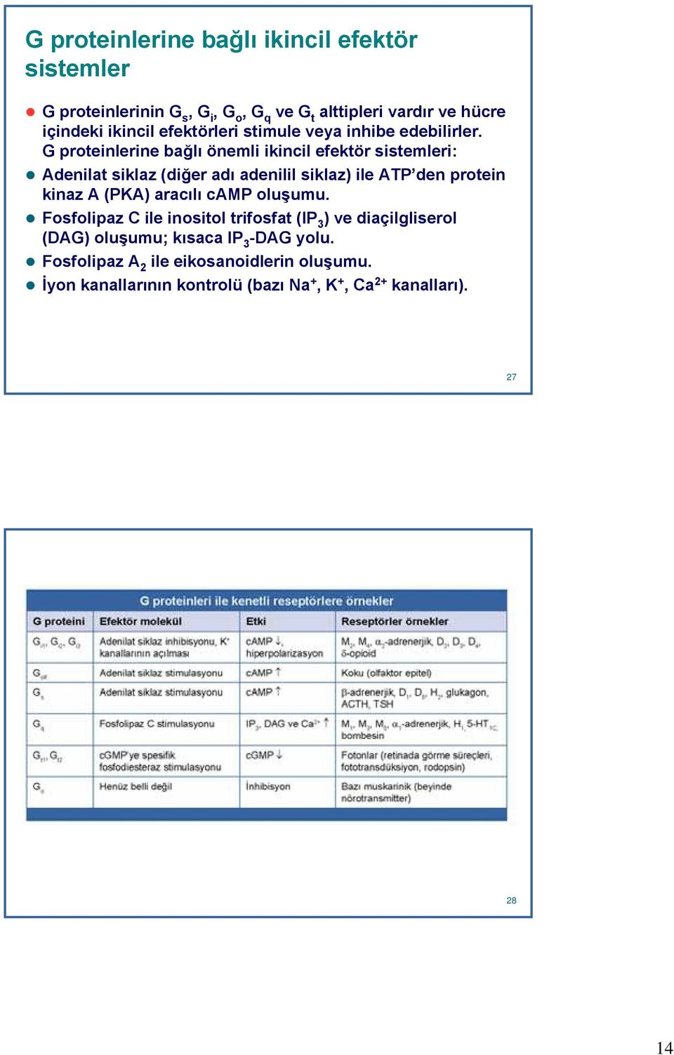 G proteinlerine bağlı önemli ikincil efektör sistemleri: Adenilat siklaz (diğer adı adenilil siklaz) ile ATP den protein kinaz A (PKA)