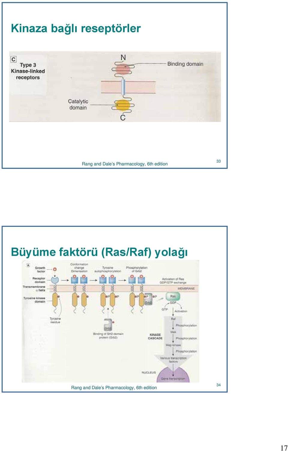 Büyüme faktörü (Ras/Raf) yolağı 34 Rang