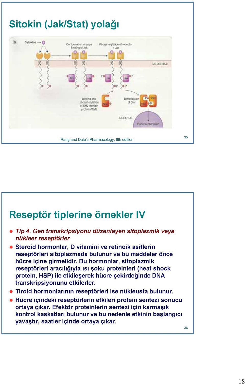 girmelidir. Bu hormonlar, sitoplazmik reseptörleri aracılığıyla ısı şoku proteinleri (heat shock protein, HSP) ile etkileşerek hücre çekirdeğinde DNA transkripsiyonunu etkilerler.