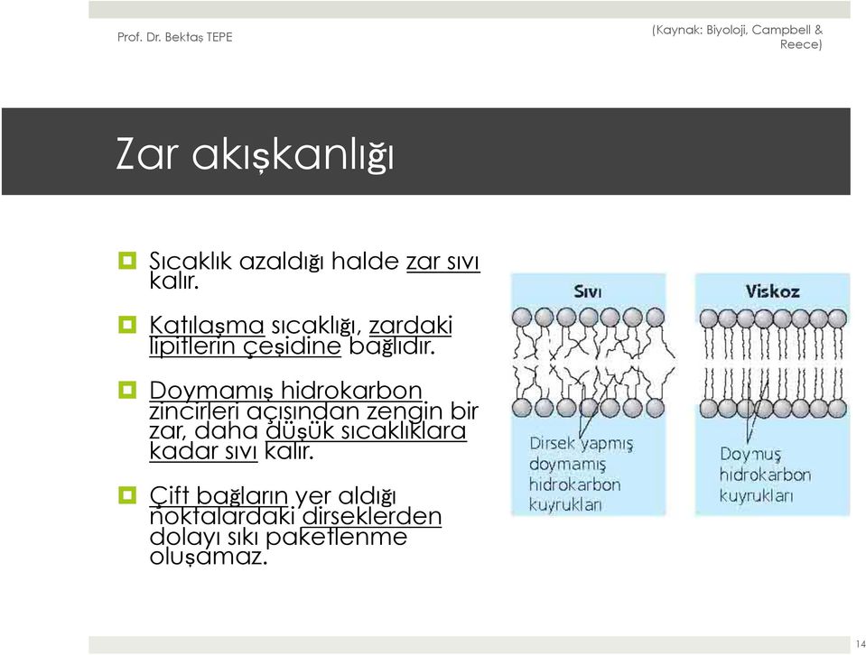 Doymamış hidrokarbon zincirleri açısından zengin bir zar, daha düşük