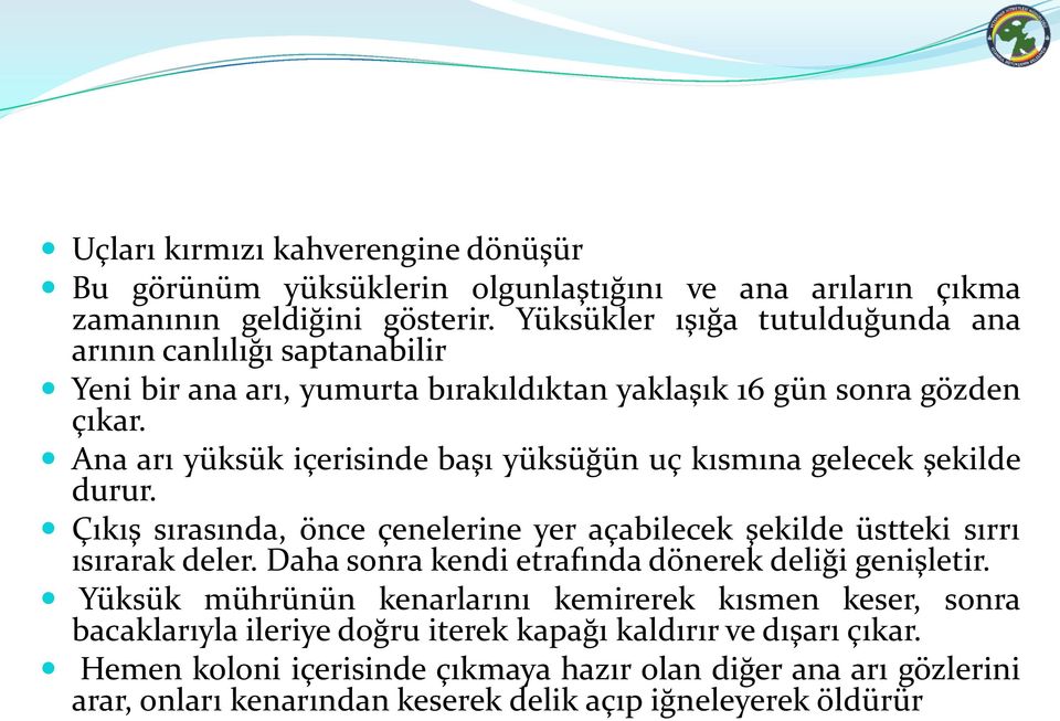 Ana arı yüksük içerisinde başı yüksüğün uç kısmına gelecek şekilde durur. Çıkış sırasında, önce çenelerine yer açabilecek şekilde üstteki sırrı ısırarak deler.