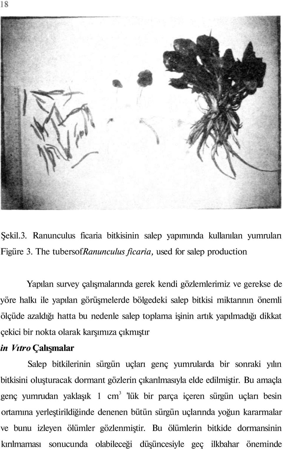 önemli ölçüde azaldığı hatta bu nedenle salep toplama işinin artık yapılmadığı dikkat çekici bir nokta olarak karşımıza çıkmıştır in Vıtro Çalışmalar Salep bitkilerinin sürgün uçları genç yumrularda