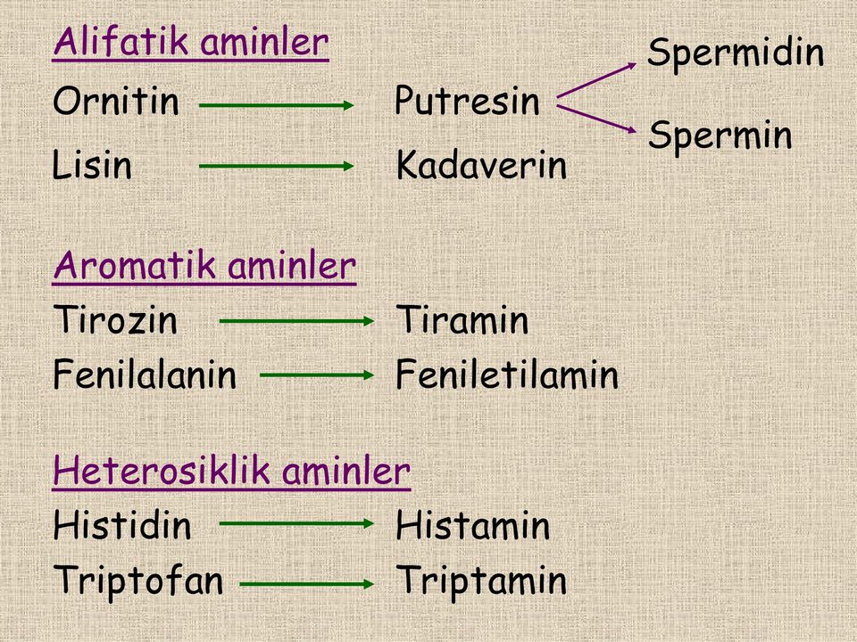 Tirozin Fenilalanin Tiramin Feniletilamin