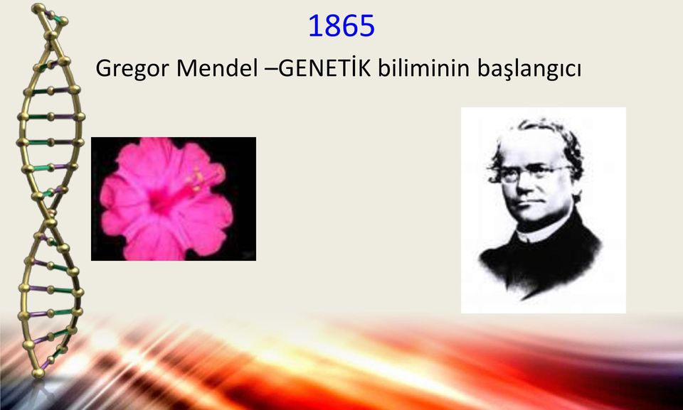 GENETİK