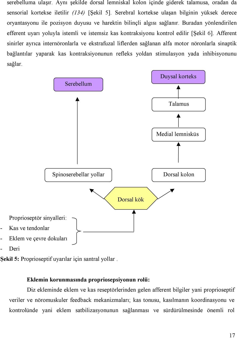 Buradan yönlendirilen efferent uyarõ yoluyla istemli ve istemsiz kas kontraksiyonu kontrol edilir [Şekil 6].