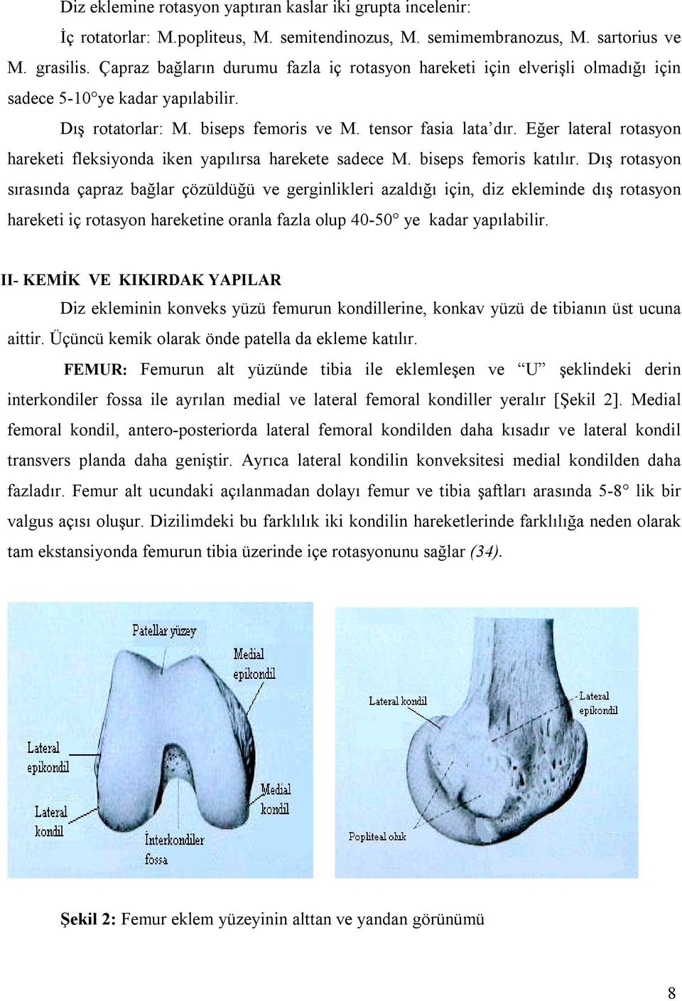 Eğer lateral rotasyon hareketi fleksiyonda iken yapõlõrsa harekete sadece M. biseps femoris katõlõr.