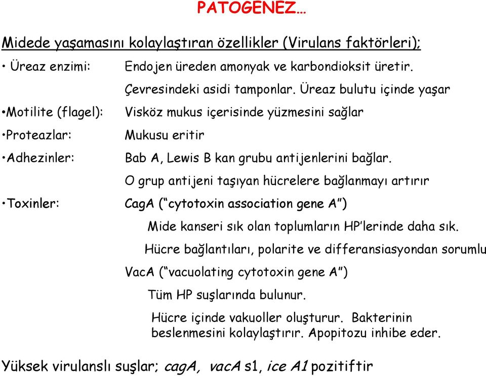 O grup antijeni taşıyan hücrelere bağlanmayı artırır CagA ( cytotoxin association gene A ) Mide kanseri sık olan toplumların HP lerinde daha sık.