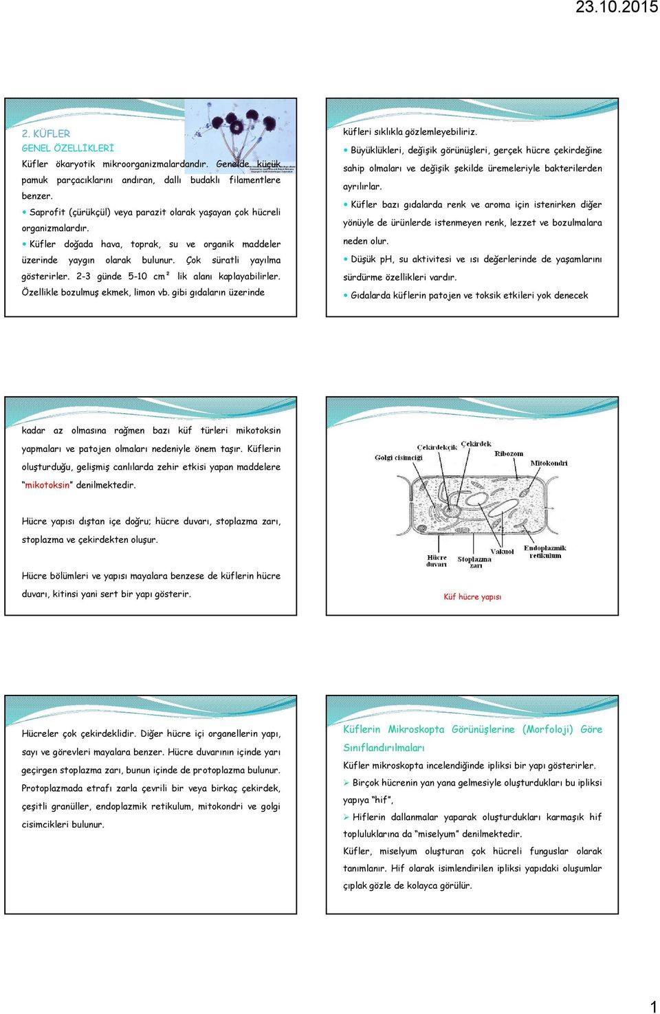 2-3 günde 5-10 cm² lik alanı kaplayabilirler. Özellikle bozulmuş ekmek, limon vb. gibi gıdaların üzerinde küfleri sıklıkla gözlemleyebiliriz.