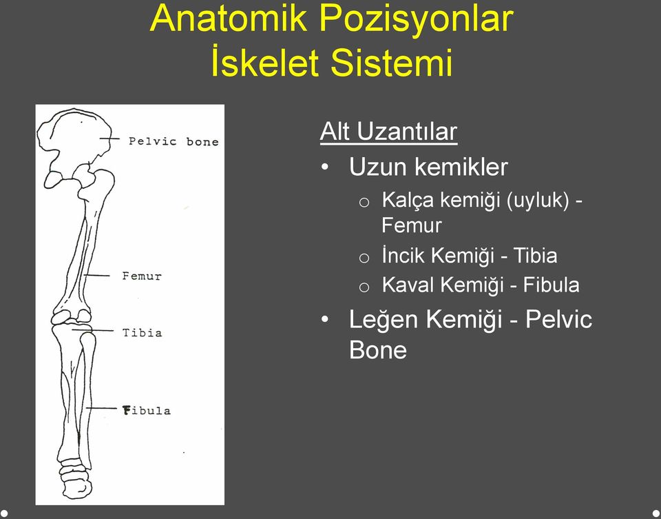 (uyluk) - Femur o İncik Kemiği - Tibia o