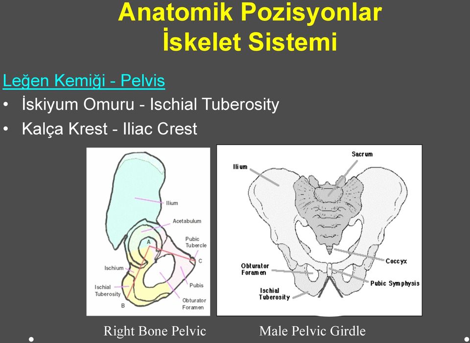 Crest Anatomik Pozisyonlar İskelet