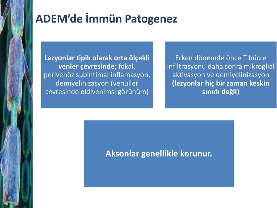 görünüm) Erken dönemde önce T hücre infiltrasyonu daha sonra mikroglial aktivasyon ve