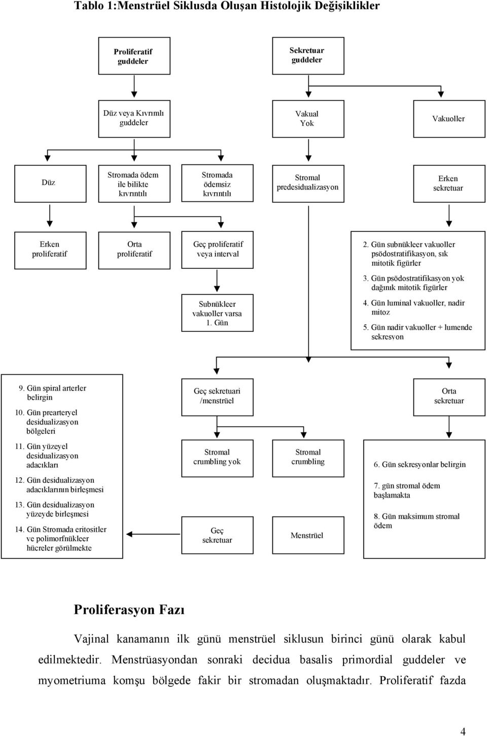 Gün subnükleer vakuoller psödostratifikasyon, sık mitotik figürler 3. Gün psödostratifikasyon yok dağınık mitotik figürler Subnükleer vakuoller varsa 1. Gün 4. Gün luminal vakuoller, nadir mitoz 5.