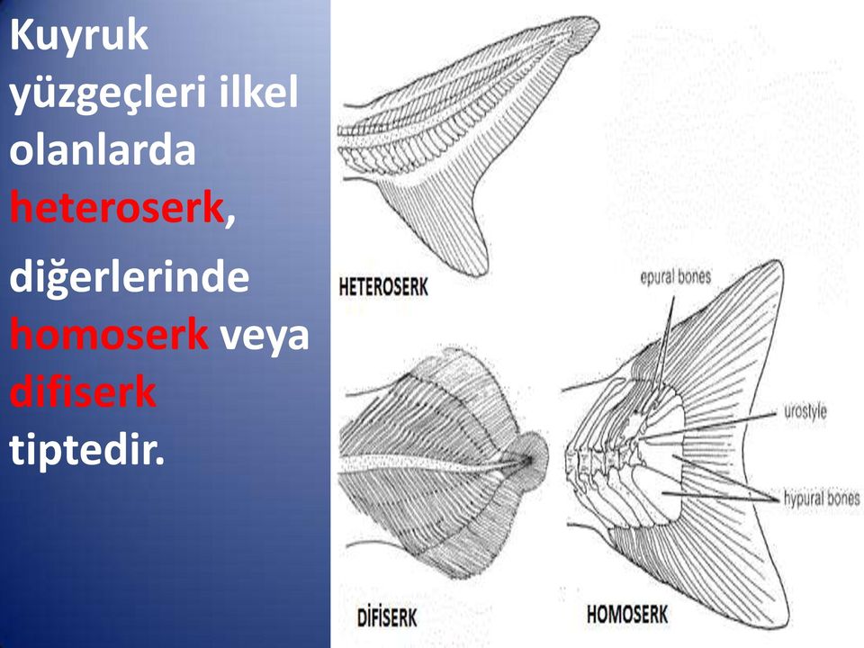 heteroserk,