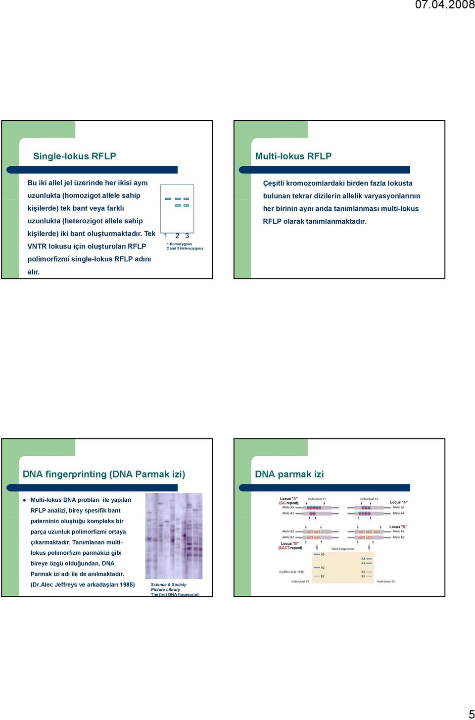 Homozygous 2 and 3 Heterozygous Çeşitli kromozomlardaki birden fazla lokusta bulunan tekrar dizilerin allelik varyasyonlarının y her birinin aynı anda tanımlanması multi-lokus RFLP olarak